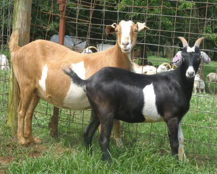 Rolling Meadows Goats